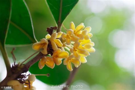 陽台可以種桂花嗎